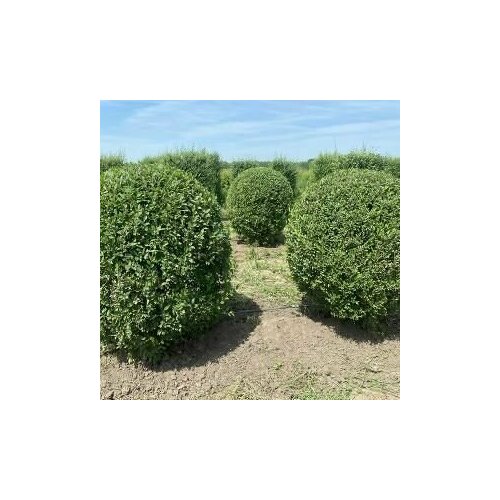 ���� ������ ��� ������������ 20 ����, ������ �� 349 ���