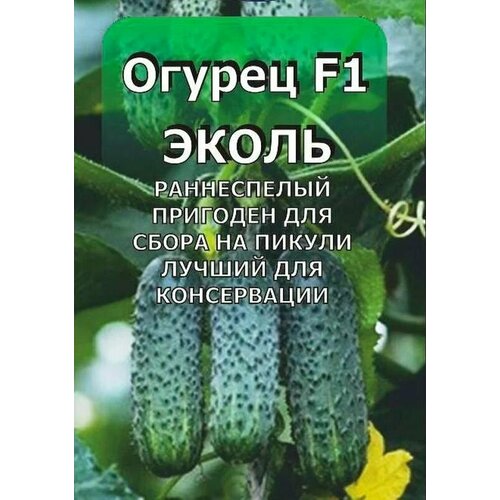 ���� ������������� ������ ������ ����� F1, ������ �� 128 ���