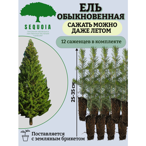 ���� ��� ������������ 12 ��������, ������ �� 2800 ���