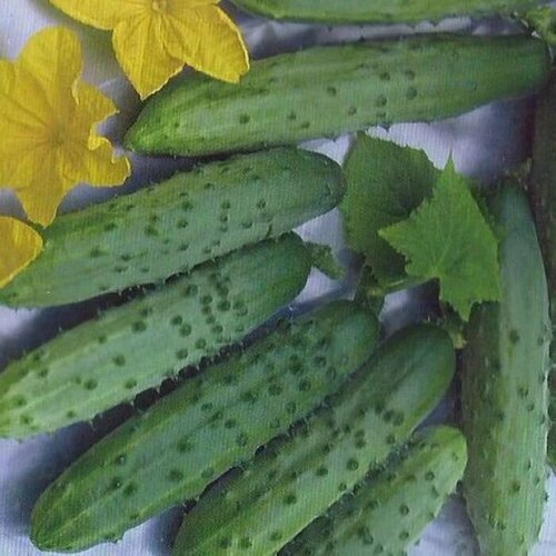 ���� ������������� ������ ������ F1 ����������, ������ �� 102 ���