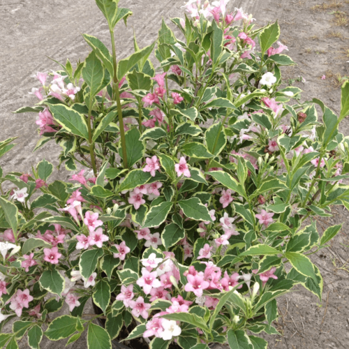 ���� ������� �������� ������� (1 ������� � ������ 15-20 ��). Belgium Plants Van. (�������), ������ �� 784 ���