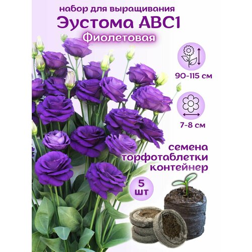 ���� ������ ������� ���������� + �������� ��������, 5��, ����� ��� �����������, ������ �� 389 ���