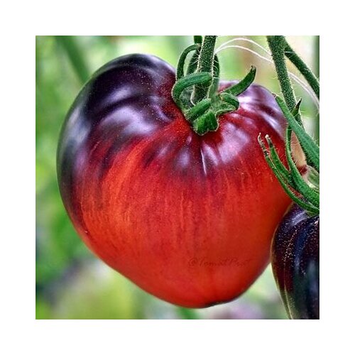 ���� ������������� ������ ������ ������� ������, ������ �� 102 ���