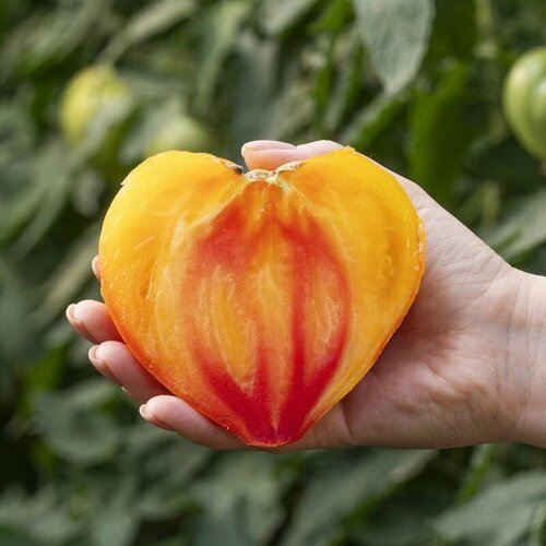 ���� ������������� ������ ������ ������, ������ �� 102 ���