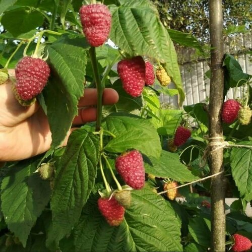 ���� ��������� ������ ��������� (1 �������), ������ �� 795 ���