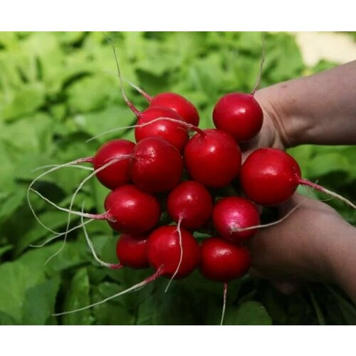 ���� ������������� ������ ������ ����� �����, ������ �� 102 ���