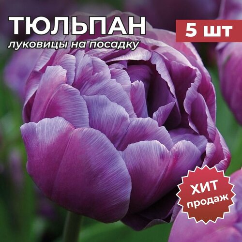 ���� �������� �������� �� ������� 