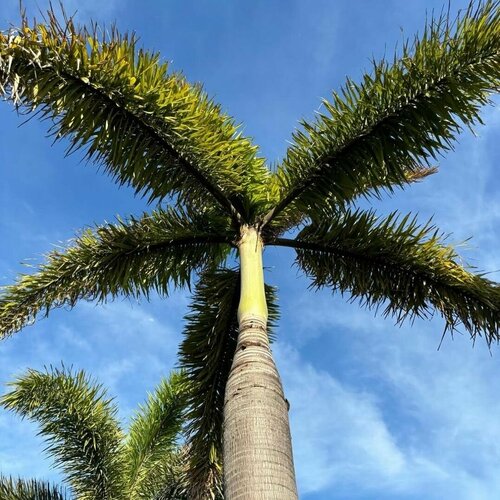     (Roystonea regia)  5 ,   310 