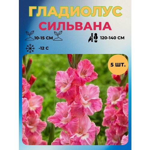 ���� ��������� �������� 5 ��., ������ �� 500 ���