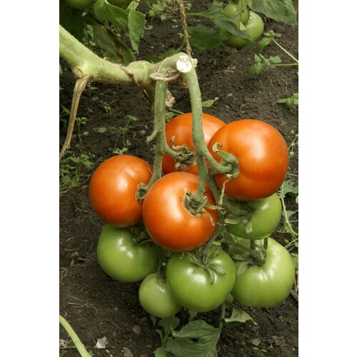 ���� ������ ������ 