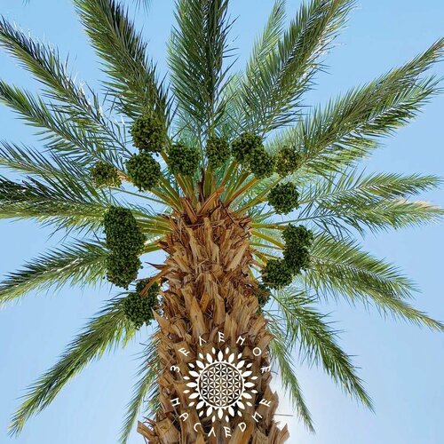     Medjooul (. Phoenix dactylifera) 5,   390 