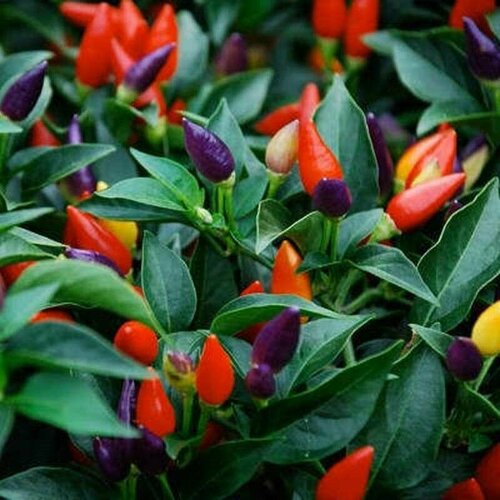 ���� (������) ����� ������������� ������ 