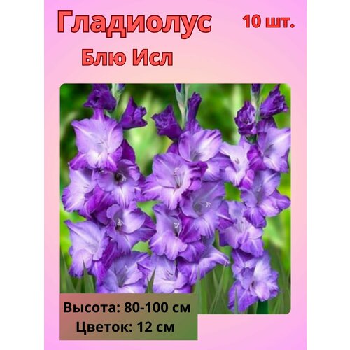 ���� ��������� ��������������� ��� ���, �������� ����������, ������ �� 800 ���