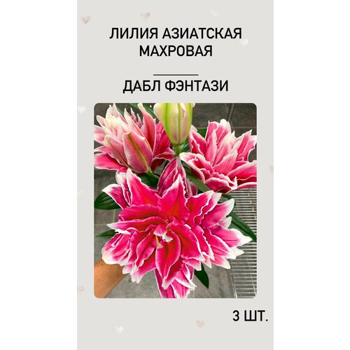 ���� �����, �������� ����������� ������, ������ �� 600 ���