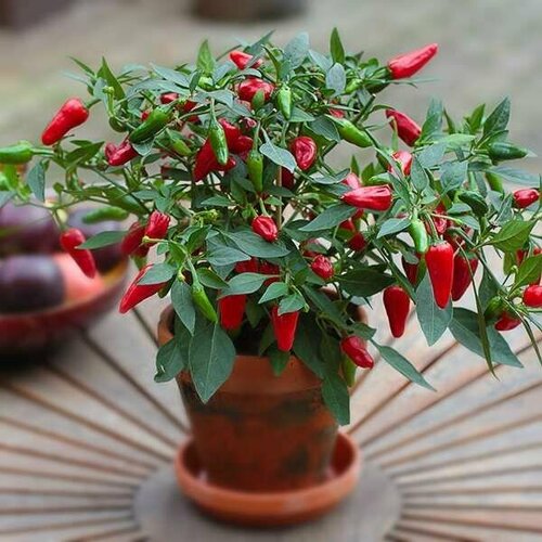 ���� (������) ����� ������ �������� ������, ������������ (15 ��), ������ �� 790 ���