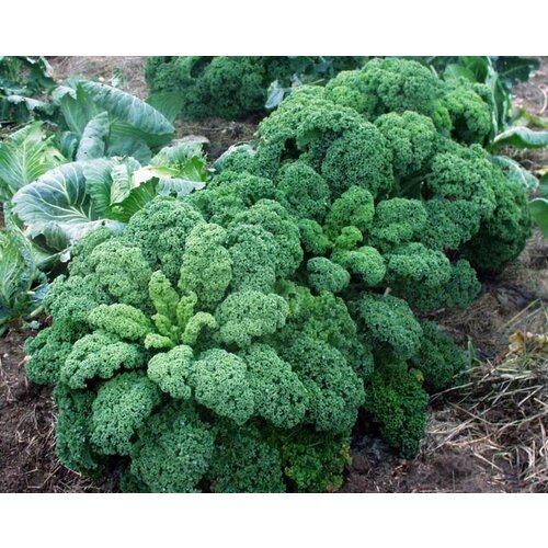 ���� ������������� ������ ������� �������� �������, ������ �� 102 ���