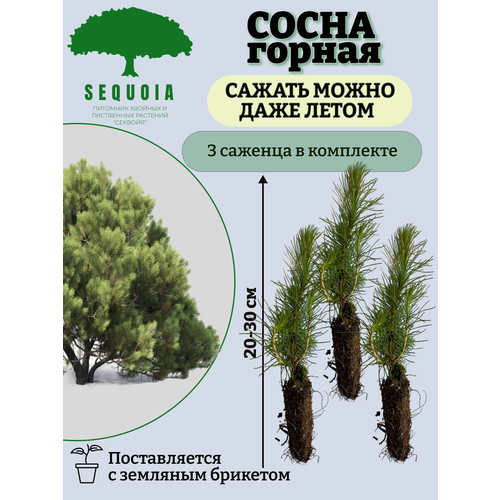 ���� ����� ������ 3 �������, ������ �� 1900 ���