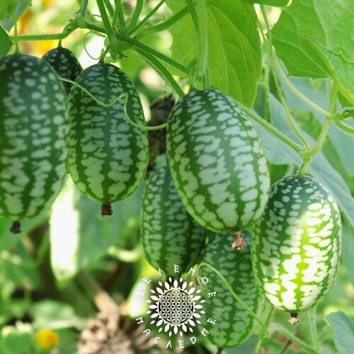 ���� ������ �������� �������� - �������� ������ (���. Melothria scabra) 15��, ������ �� 390 ���