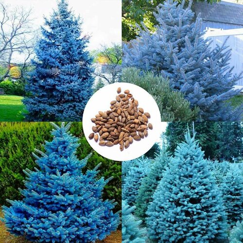 ���� ������ ������� ��� 