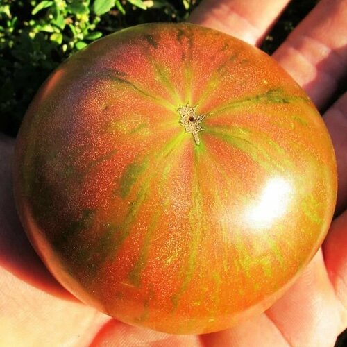 ���� ������������� ������ ������ ���� ��������� �����, ������ �� 102 ���