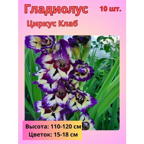 ���� ��������� ��������������� ������ ����, �������� ����������, ������ �� 800 ���