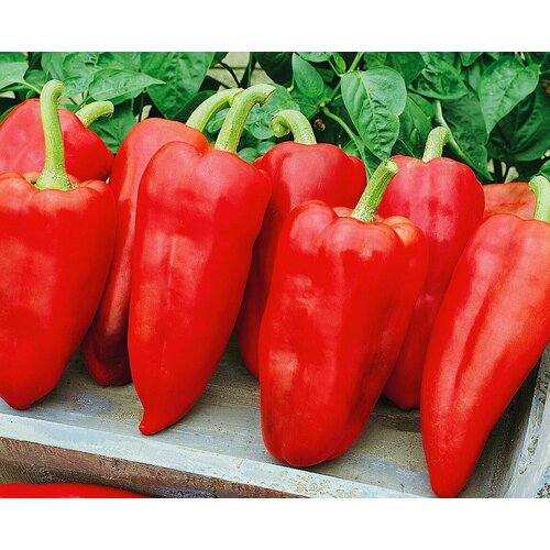 ���� ������������� ������ ����� �������� ������ F1/, ������ �� 104 ���