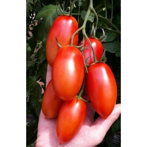 ���� ������������� ������ ������ ������� �������, ������ �� 102 ���