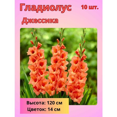 ���� ��������� ��������������� ��������, �������� ����������, ������ �� 800 ���