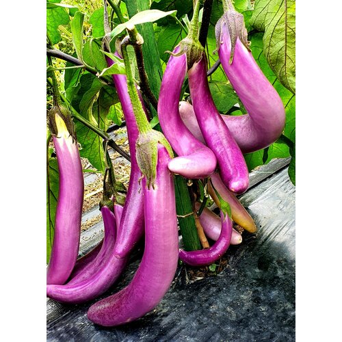 ���� ������ �������� ������� �������� (Pink Flamingo) / Seeds And Goods / � �������� zip-lock ��� ���������� 15 �����, ������ �� 299 ���