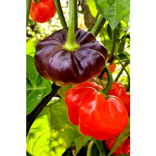         (Aji Cachucha Purple Splothed) / Seeds And Goods /   zip-lock   10 ,   249 