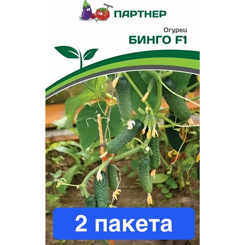 ���� ������ ������ ��������� ������� 