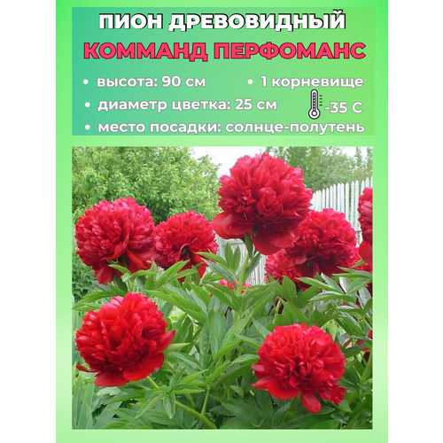 ���� ���� ����������� ������� ���������, ������� 1 �����, ������ �� 650 ���