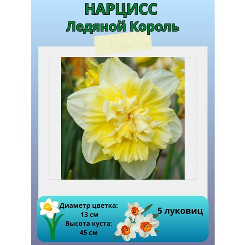 ���� ������� ������� ������, ����������� �����, �������� ��� ������� 5 ��, ������ �� 450 ���