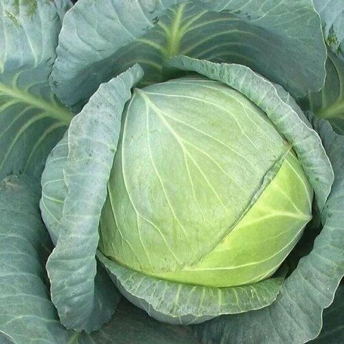 ���� ������������� ������ ������� �/� ������ F1, ������ �� 127 ���