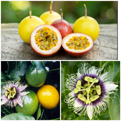 ���� ���������� ��������� ��������, ������, 5 ��, ������ �� 372 ���