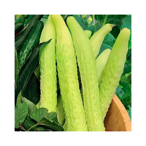 ���� ������������� ������ ������ F1 ��������� ����� ����, ������ �� 102 ���