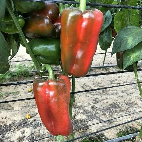 ���� ������������� ������ ����� �������� ������ F1, ������ �� 101 ���