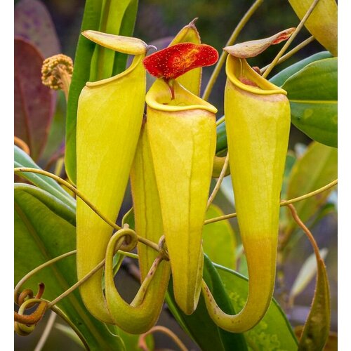 ���� �������� �������������� ������ 3��. (Nepenthes madagascariensis), ������ �� 500 ���