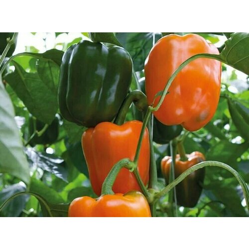 ���� ������������� ������ ����� �������� ����� F1, ������ �� 101 ���