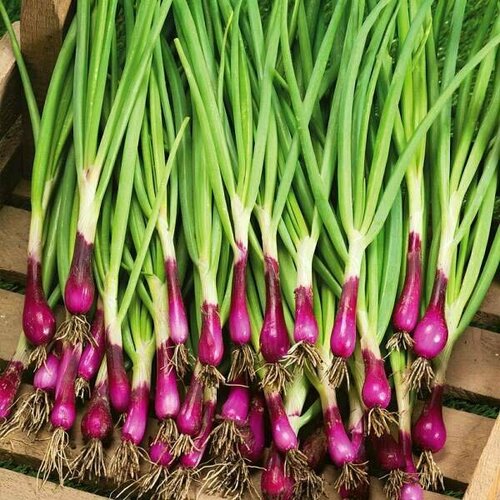 ���� ������������� ������ ���� �� ������ ������� ����, ������ �� 102 ���