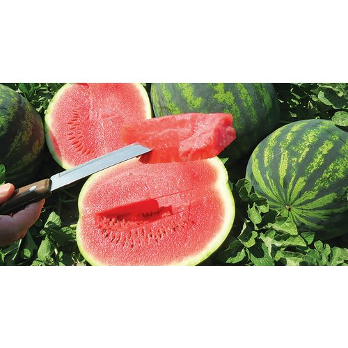 ���� ����� ������ F1, ������������ ������ � ��������-������� ������ ��������� ������� � ������� ����������� ������, 4 �����, ������ �� 246 ���