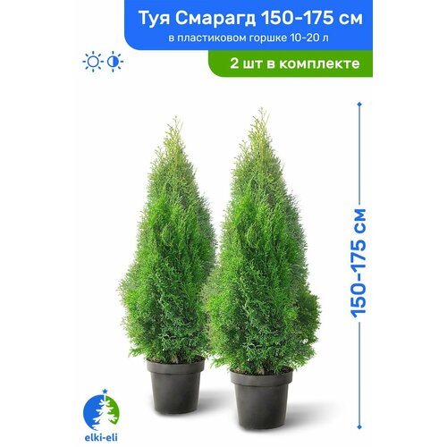 ���� ��� �������� ������� 150-175 �� � ����������� ������ 10-20 �, �������, ������� ����� ��������, �������� �� 2 ��, ������ �� 15300 ���