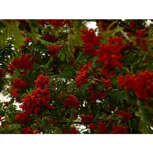     ( 3-4  , 7,5 , 150-175  ),   2294 