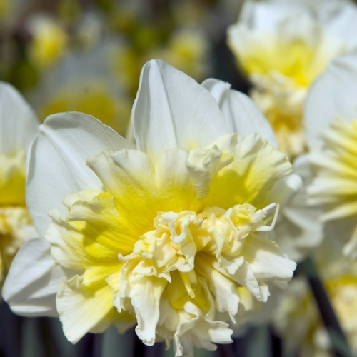   , Chipollino flowers,  ICE KING (5 ),   510 