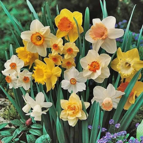 ���� �������� ����� (5 �������), ������ �� 499 ���