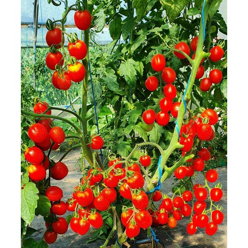 ���� ������ ����� ����� ������� ��� (�herry Swan's Fluff)) / Seeds And Goods / � �������� zip-lock ��� ���������� 15 �����, ������ �� 249 ���