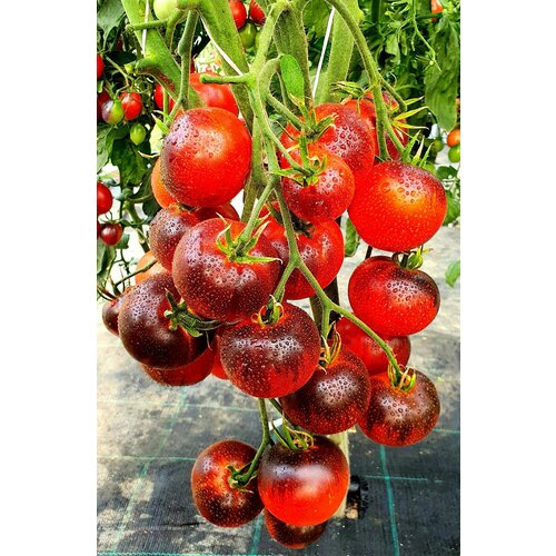 ���� ������ ����� ����� �����(Ozark Sunset) / Seeds And Goods / � �������� zip-lock ��� ���������� 15 �����, ������ �� 249 ���