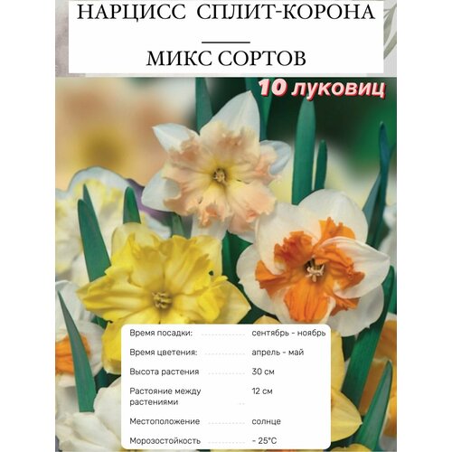 ���� ������� ���������� ����� 10 ��, ������ �� 800 ���