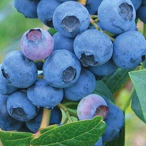 ���� �������� ���� ��� (������������) 2-� �����, � ������ 30-40 ��, ������ �� 728 ���