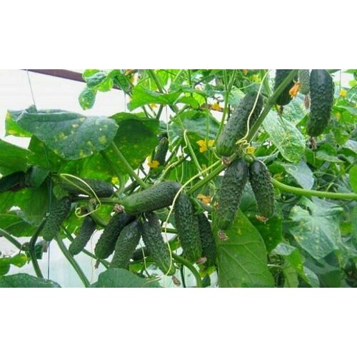 ���� ������������� ������ ������ �������� ������, ������ �� 102 ���